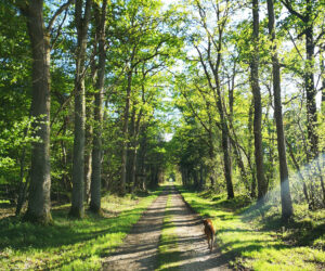 Detox en Sologne randonnée