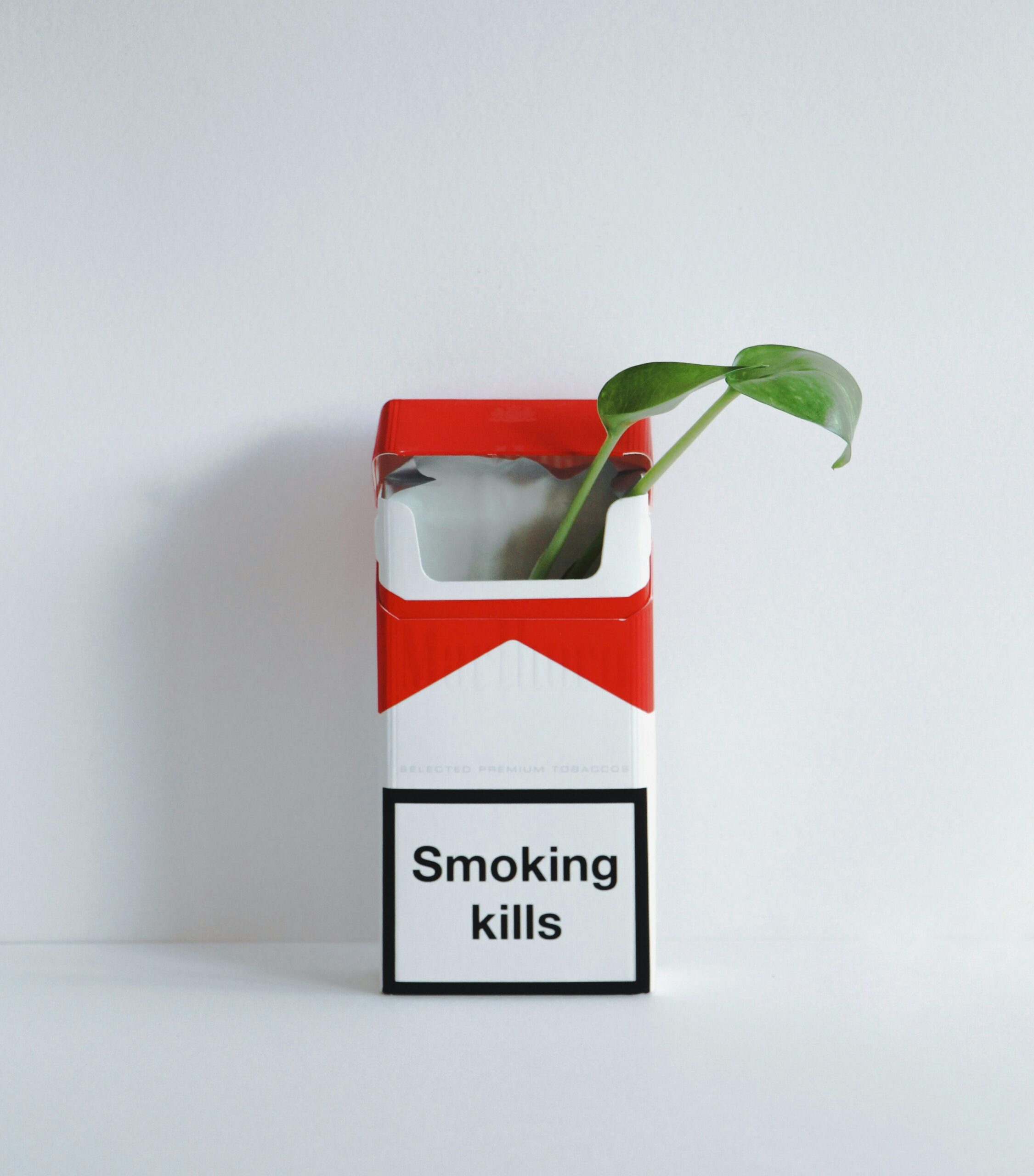 Mieux comprendre le plant de tabac pour mieux comprendre le cigare