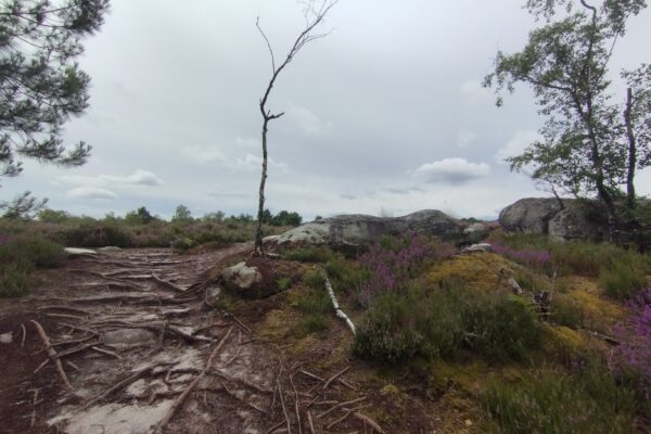 Forêt de Fontainebleau