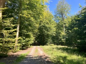 Forêt ardennaise - La voie du jeûne - Séjour de Jeûne et randonnée - Belgique - Ardenne