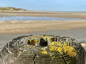 Parc naturel du Zwin - La voie du jeûne - week-end Jeûne et randonnée - Belgique - Mer du Nord