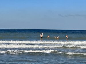 Baignade en mer – week-end jeûne et randonnée - La voie du jeûne - Mer du Nord - Belgique